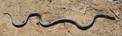 snake on Phillips Loop Trail