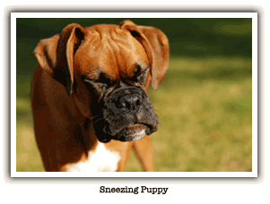boxer sneezing