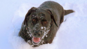 Black lab in Snow