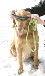 Snowfest Dog