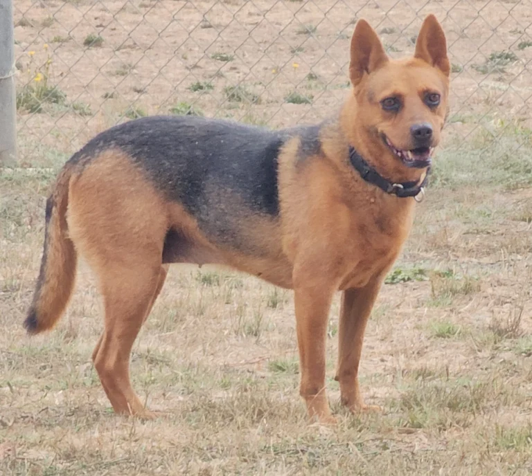 Soft Paws Rescue — Photo: Countryside Animal Rescue via Google Maps