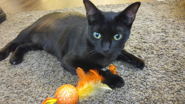 Solano County Animal Care Google Places photo
