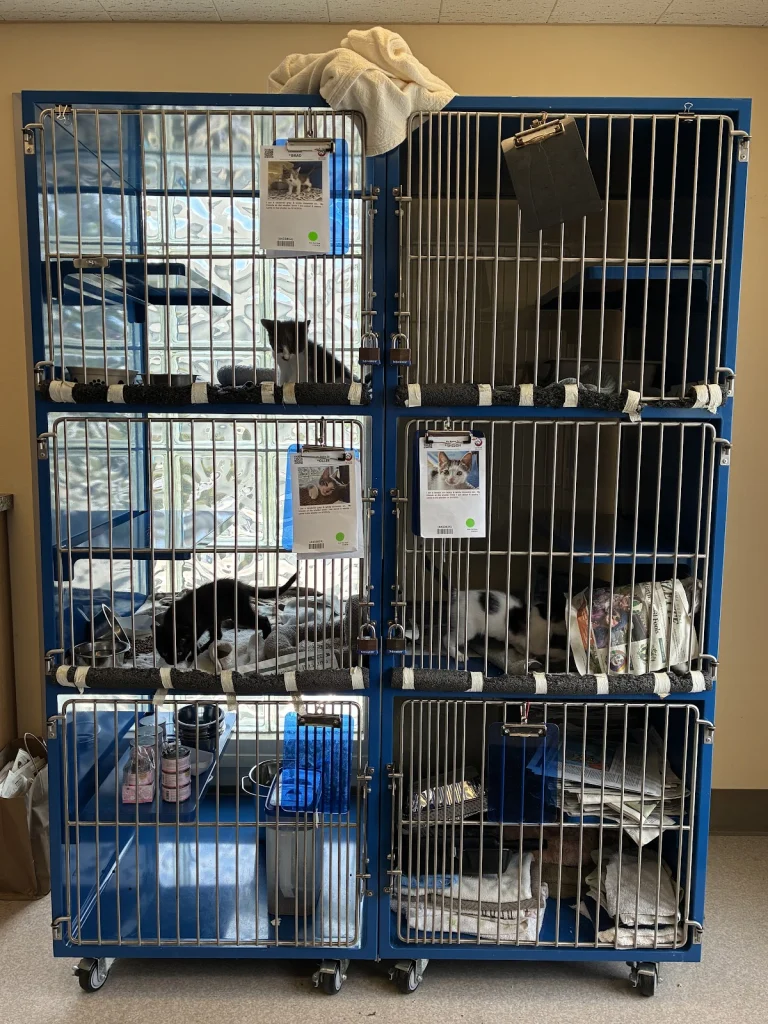 Sonoma County Animal Services, a dog-friendly animal rescue in Santa Rosa, California
