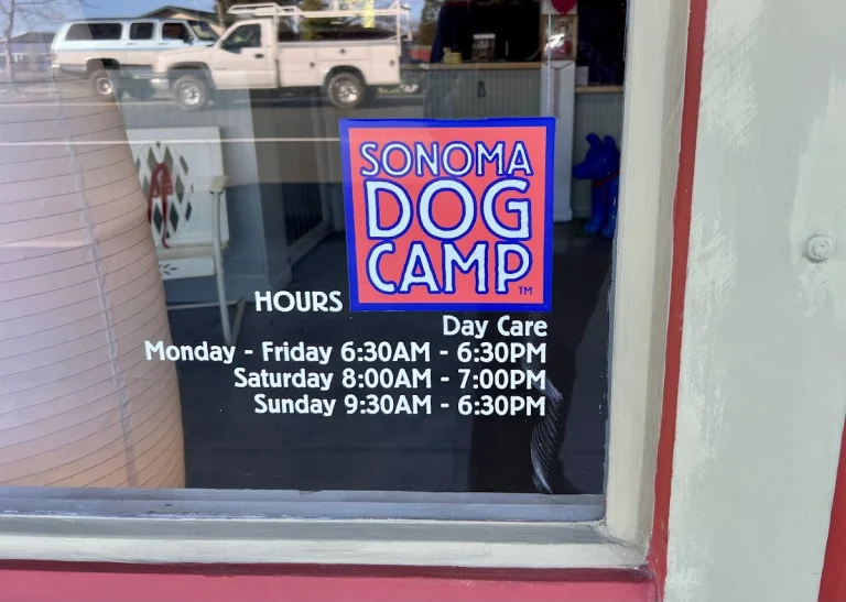 Sonoma Dog Camp