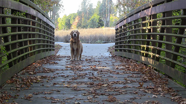 Dog enjoying Sonoma County