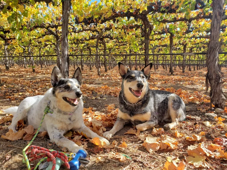 Sonoma Valley Pet Clinic Google Places photo