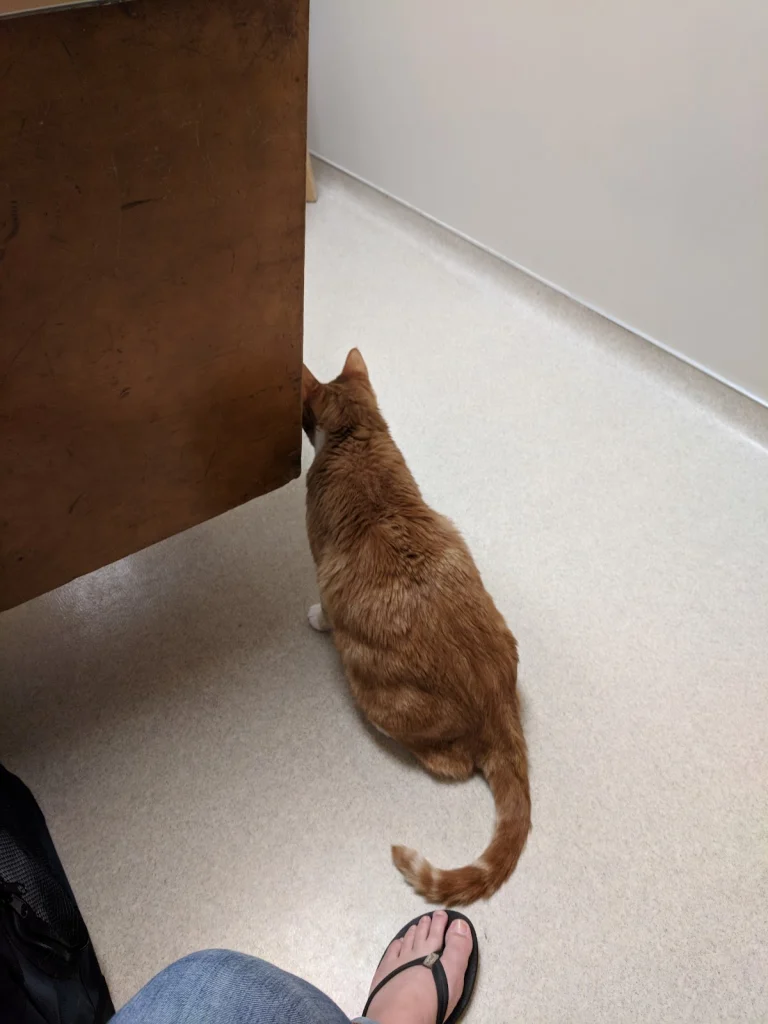 Soquel Creek Animal Hospital, Soquel
