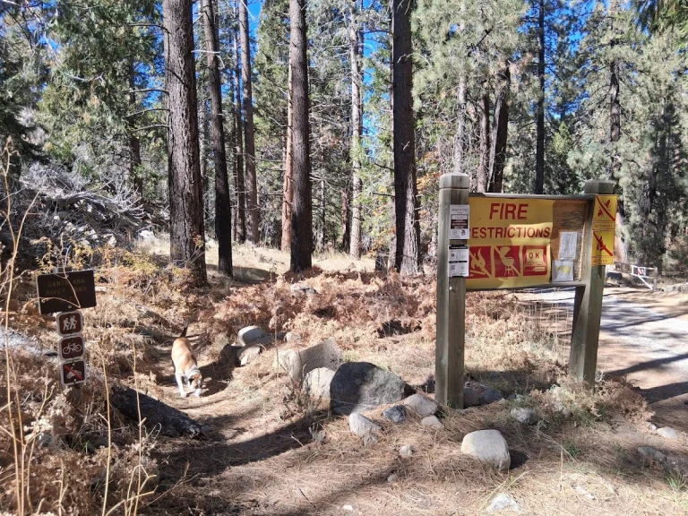 South Fork Campground, a dog-friendly campground in Angelus Oaks, California