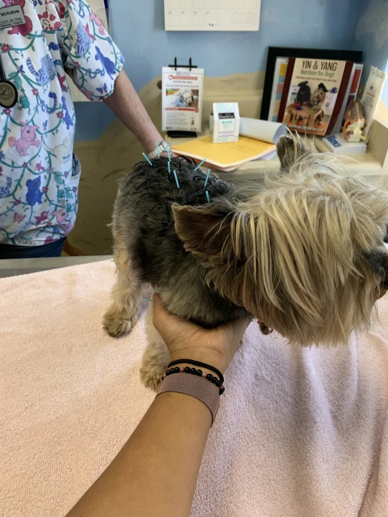 South San Diego Vet Hospital, San Diego