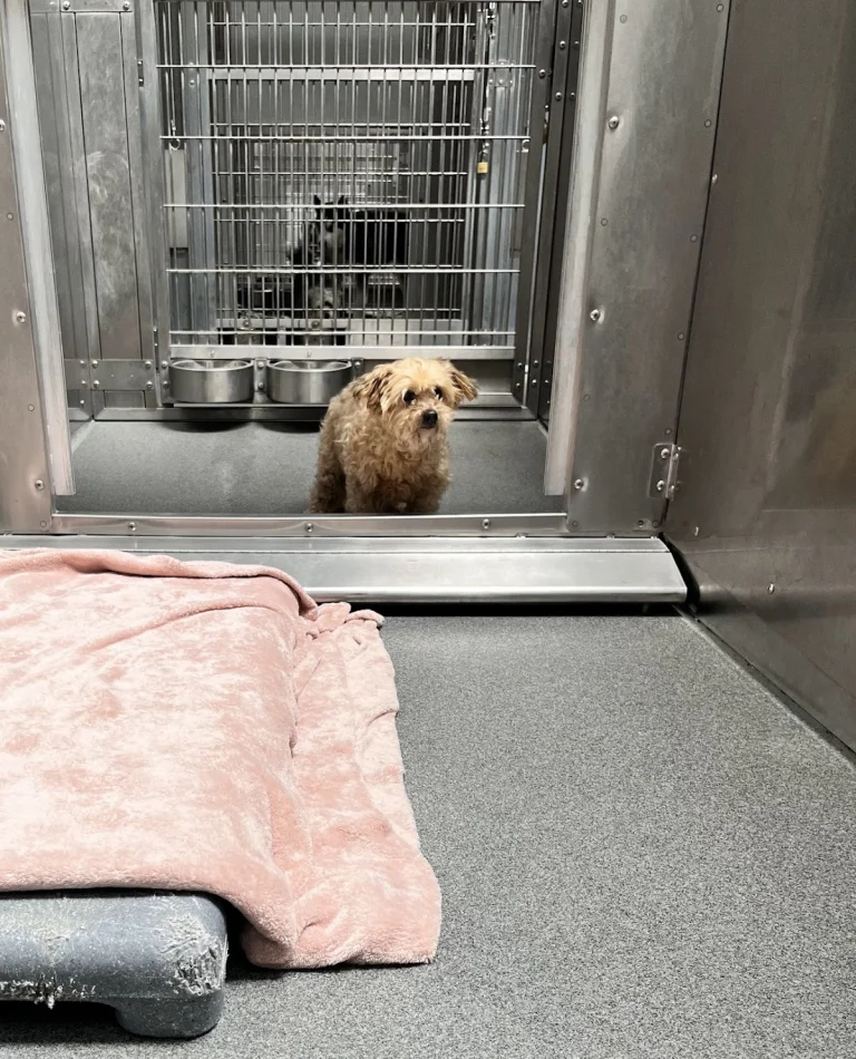 Southeast Area Animal Control, a dog-friendly animal rescue in Downey, California