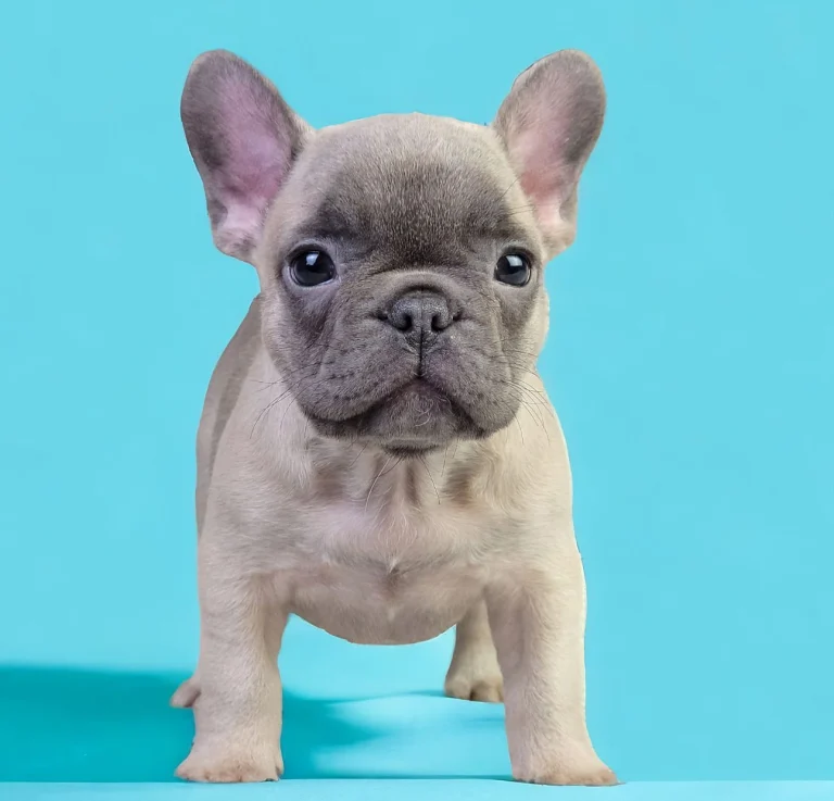 Southern California Bulldog