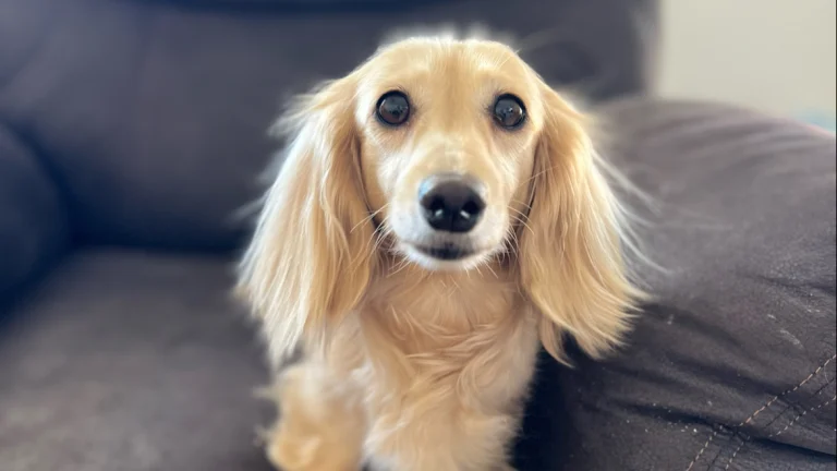 Southern California Dachshund, a dog-friendly animal rescue in La Habra, California