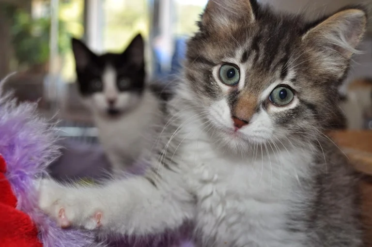 SPCA for Monterey County, Salinas