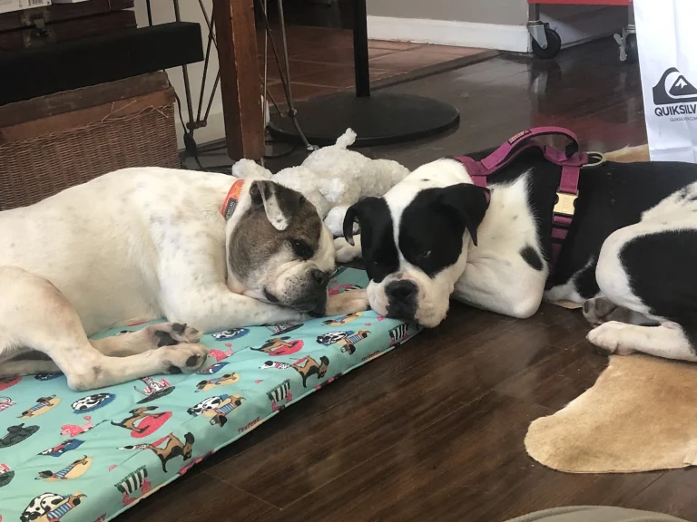 SPCA LA Long Beach Google Places photo