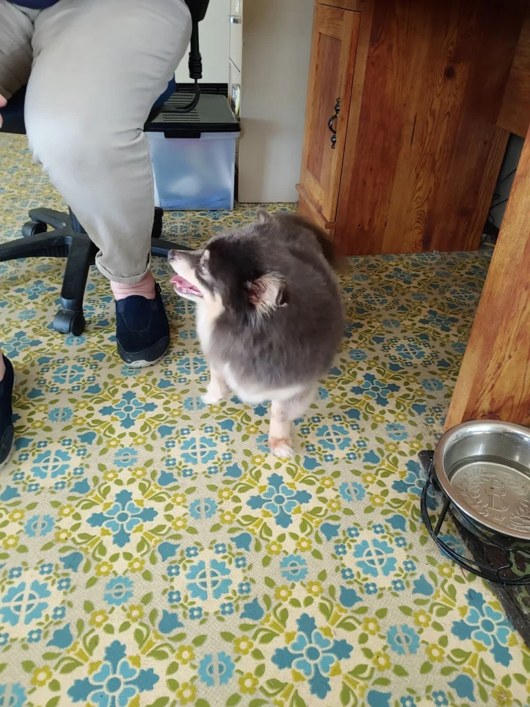 SPOT Saving Pets One Google Places photo