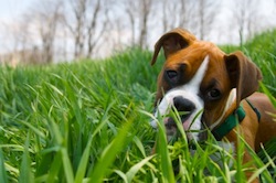 dog in the grass