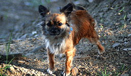 Spunky little dog near Lake Mendocino