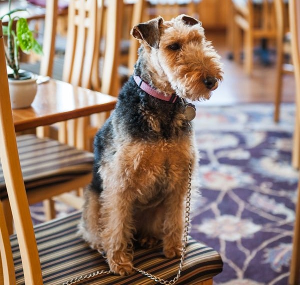 Dog at the Stanford Inn