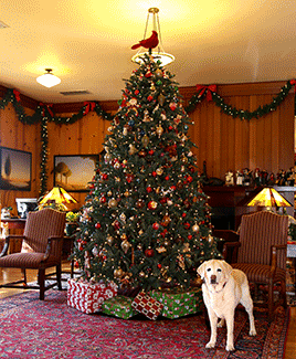 dog next to christmas tree in mendocino