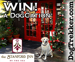 Win a Dogcation at Stanford Inn