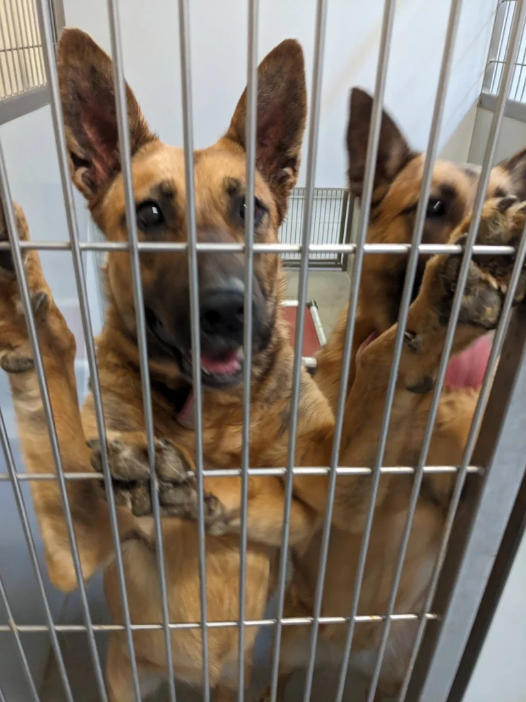 Stanislaus County, a dog-friendly lost dog resource in Modesto, California
