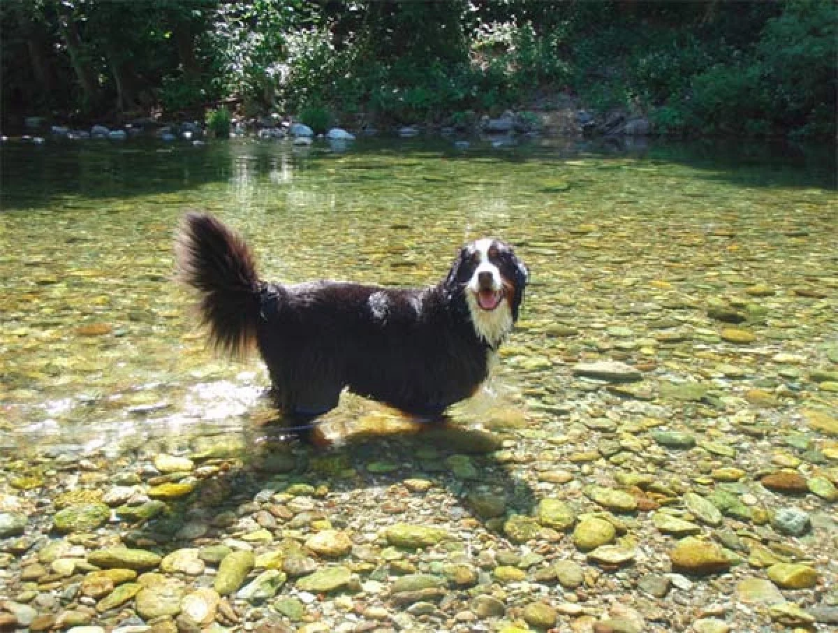 Image from Dogs love Downieville on DogTrekker