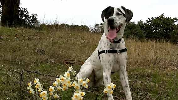 Dog in Midpeninsula Preserve