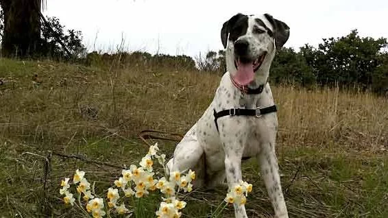 Image from Mid-peninsula's marvelous preserves on DogTrekker
