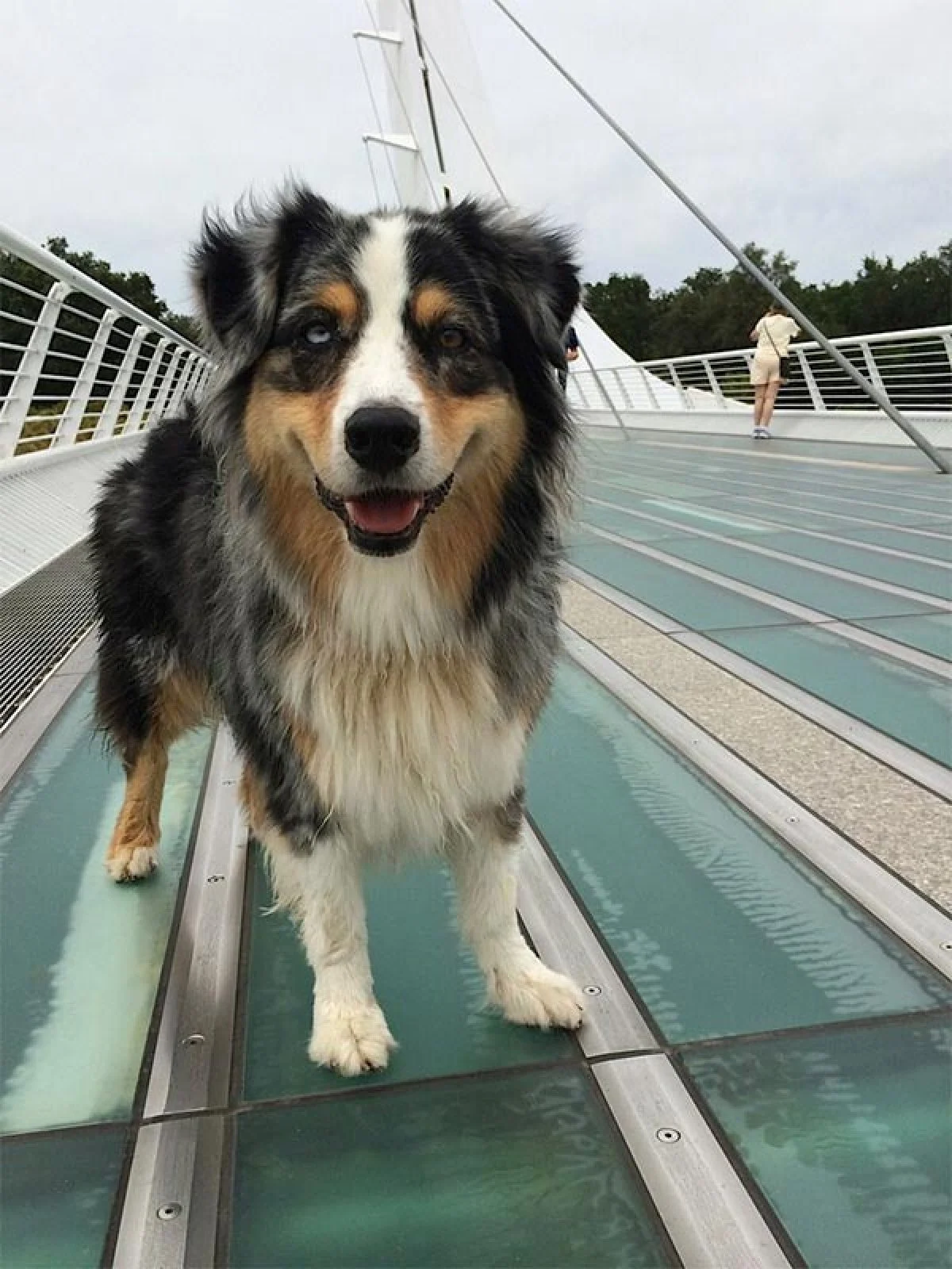 Image from Choose Redding with your dog on DogTrekker