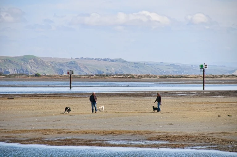 Image from Bet on Bodega Bay on DogTrekker