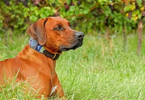 Dog-friendly wineries: Just a click away