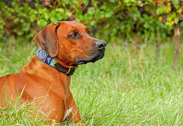 Image from Dog-friendly wineries: just a click away on DogTrekker