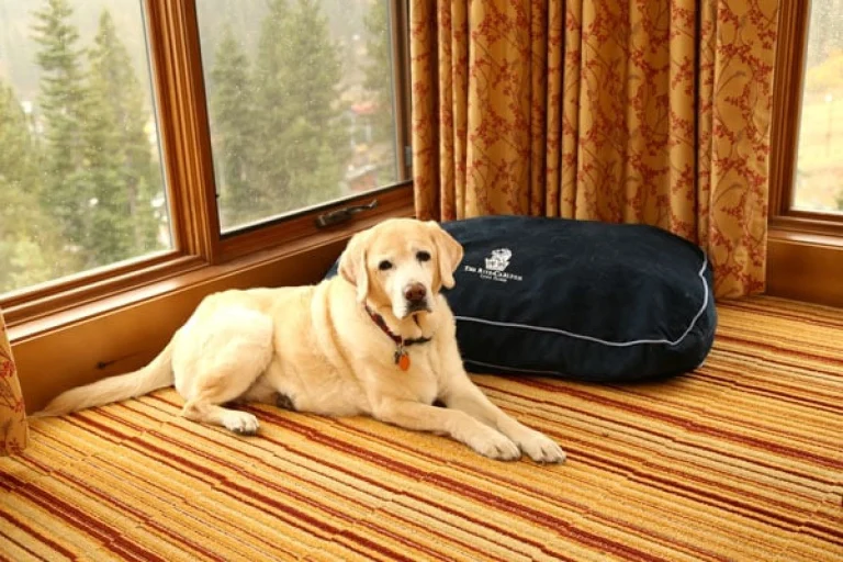 Image from Kayla Puttin' on the Ritz on DogTrekker