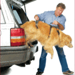 Dog being helped out of a car by a man