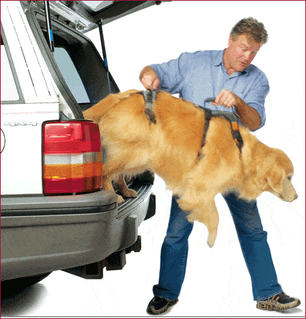 Dog being helped out of a car by a man