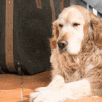 Senior retriever dog on wood floor