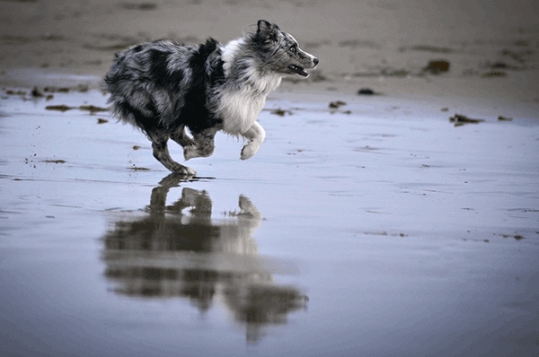Collie running through water at a waterfront campground