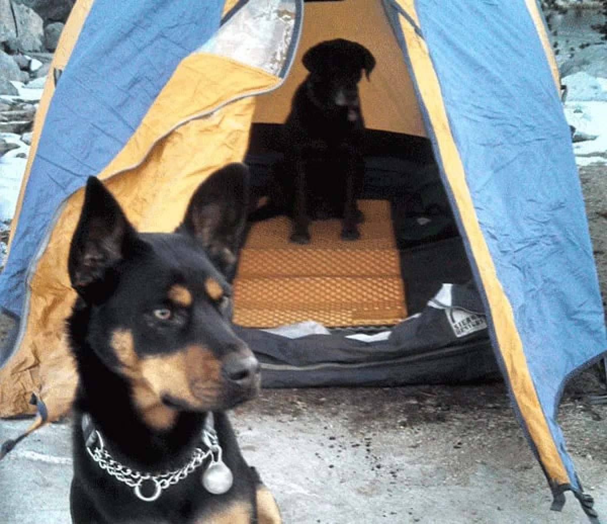 Image from Top spots for soaking up mountain majesty on DogTrekker