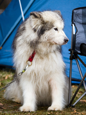Fluffy husky mix in front of tent