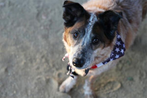 A vibrant dog park bathed in sunlight features abundant greenery with mature trees, offering ample shade for leisurely outdoor activities. In the distance is a well-equipped playground that presents an additional activity area. An inviting picnic table spreads out nearby, ideal for enjoying meals al fresco or taking relaxing breaks from play. A neatly-placed trash bin aids in maintaining the park's cleanliness for everyone's enjoyment. Dominating the scene is a generously wide dirt path gracefully curving through the expanse of grass, promising exploratory walks and lively fetch games.