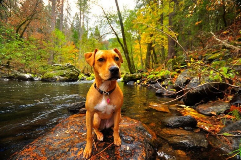 Image from Meandering Mariposa County with your dog on DogTrekker