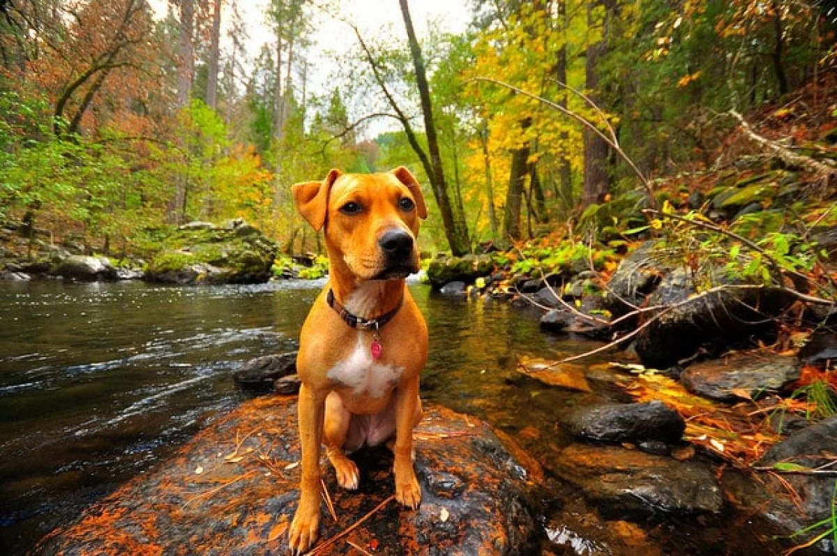 Image from Meandering Mariposa County with your dog on DogTrekker