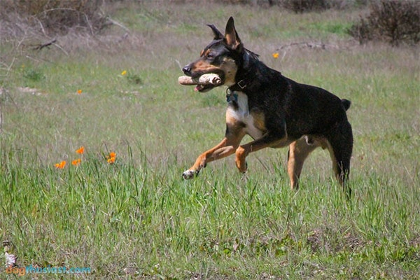 Dog running in grass in Monterey County