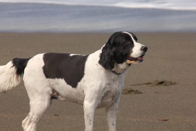 Black and white dog playing on a Sonoma County beach