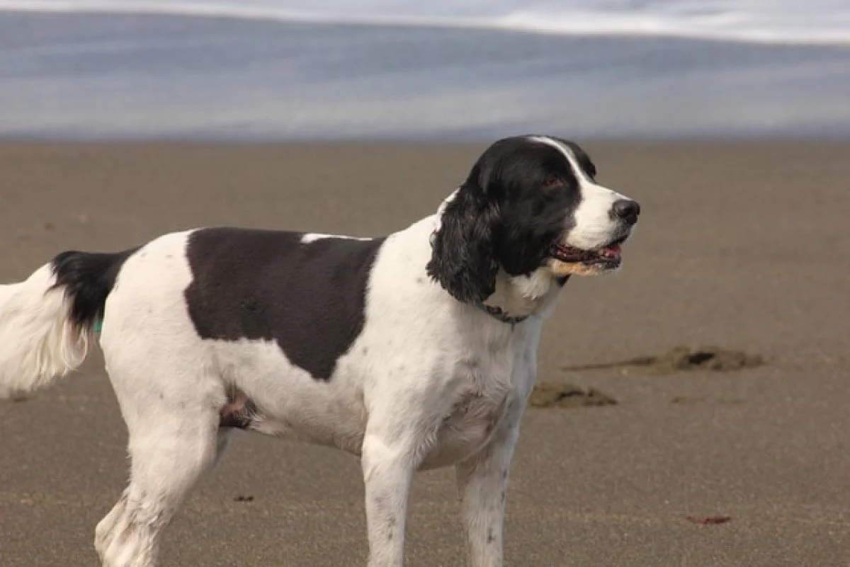 Image from Make a splash on the sonoma shore on DogTrekker