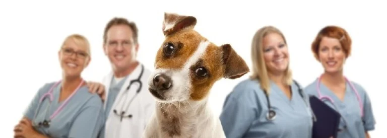 Image from Spaying or neutering your dog on DogTrekker