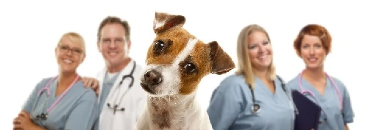Image from Spaying or neutering your dog on DogTrekker