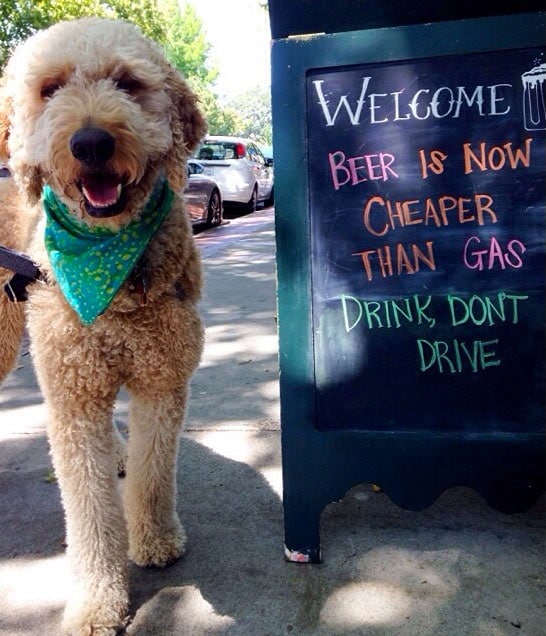 Dog next to drinks sign
