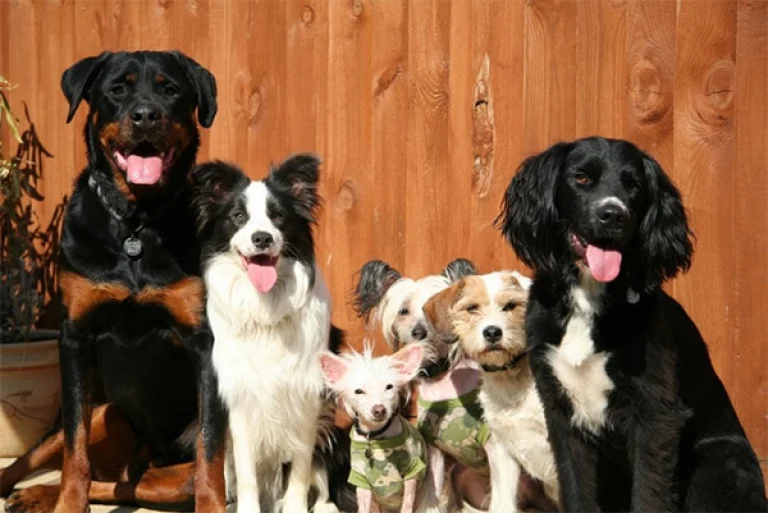 Image from Treating your dog’s osteoarthritis on DogTrekker