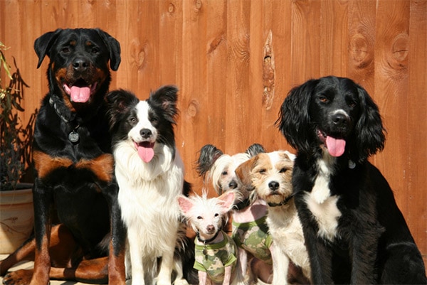 Several dogs in front of wood wall